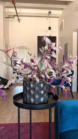 Plant with modern Planter