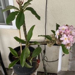 Plumeria 33$