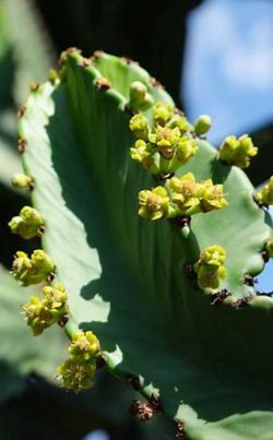 Euphorbia Ingen 6-8ft Tall