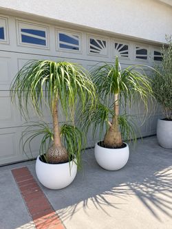 🌴 5 ft Ponytail Palm / Elephant Foot / Bottle Palm – $300