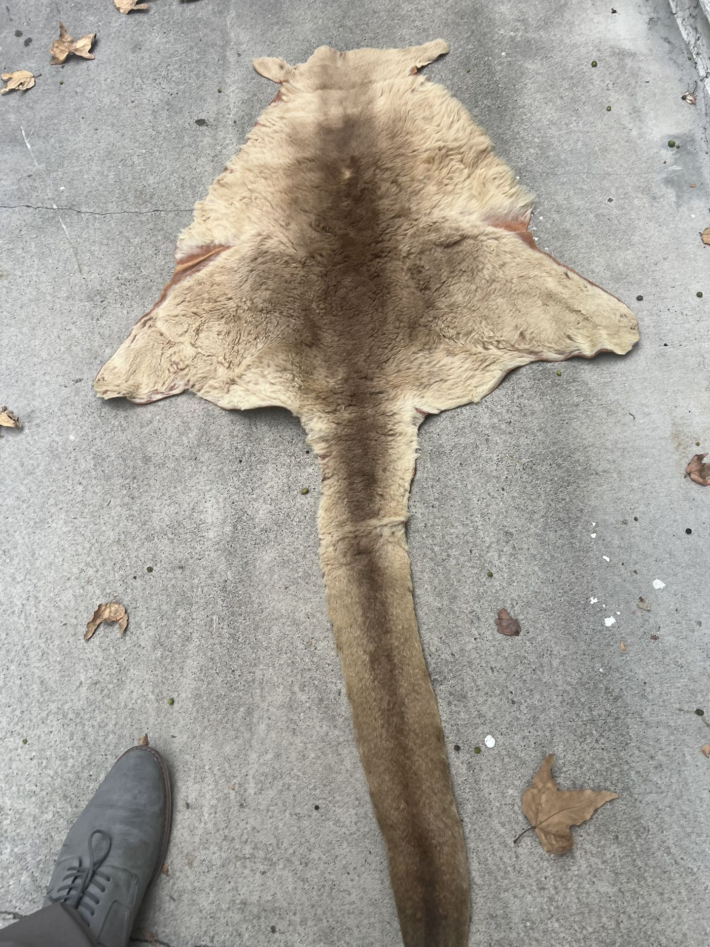 Vintage Kangaroo Pelt Hide Fur - Kangaroo Real Authentic Skin