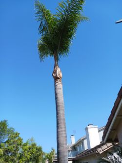 Professional Tree Trimming  60