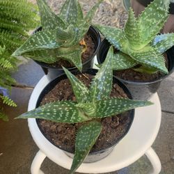 Aloe Vera Plants 3 For $5 