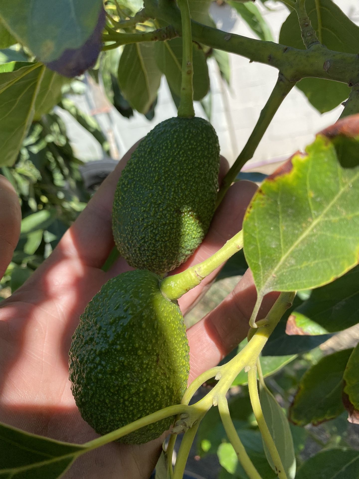 Hass Avocado Tree