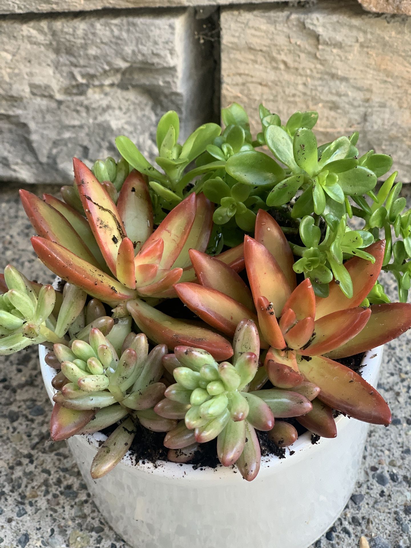 Live succulent arrangement in white ceramic pot