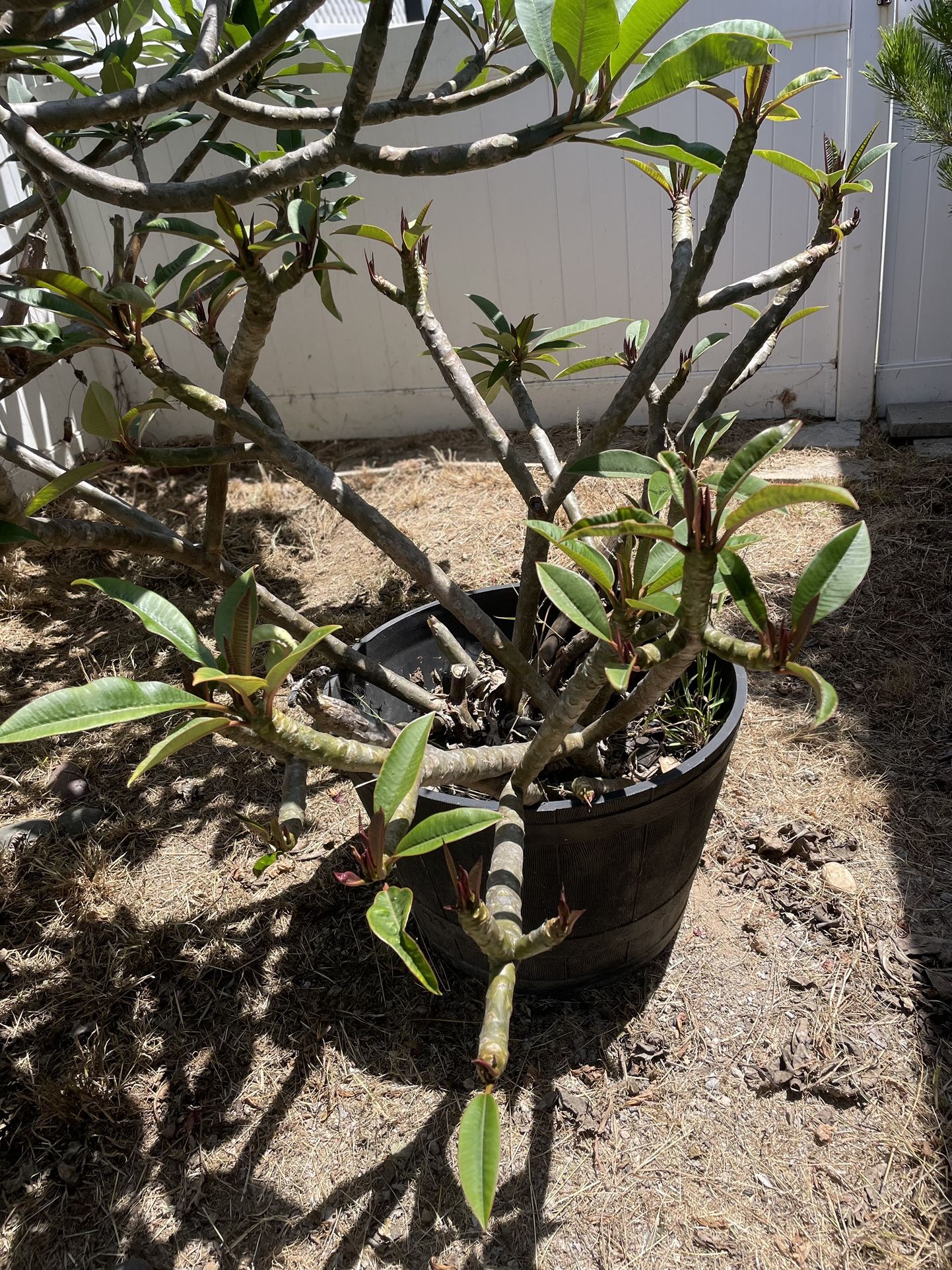 Plummeria Pieces Big