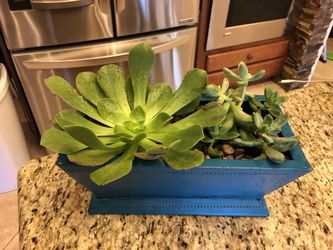 Succulents