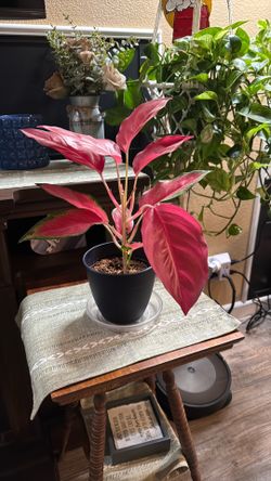 Beautiful Aglaonema (Chinese Evergreen)