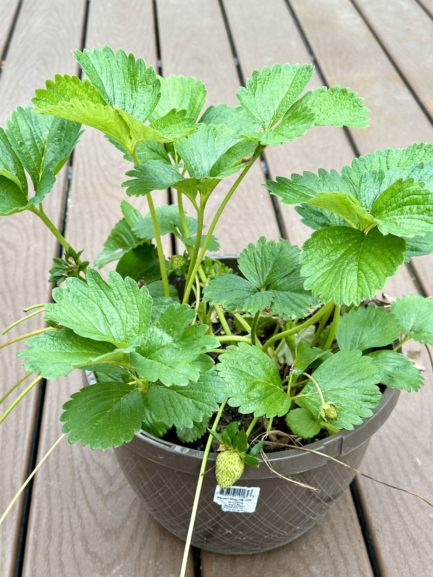 Strawberry Plant In 12.5” Or 10” Pot