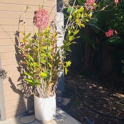 Mexican Orchids In White Ceramic Planter 