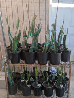Dragon Fruit Plants