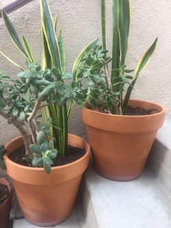 Two identical plants in a large terra-cotta pot- indoors or outdoors and one in a mid century terra-cotta planter/ pot