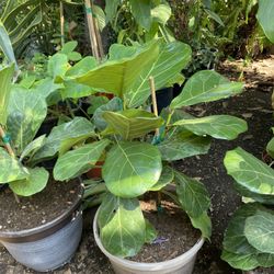Beautiful Fiddle-leaf fig