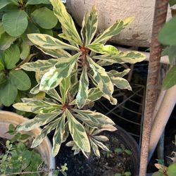 Corona De Espinas Roja