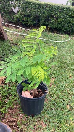 Plantas