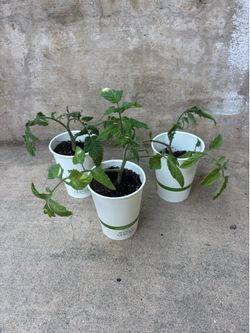 Tomato plants x 3