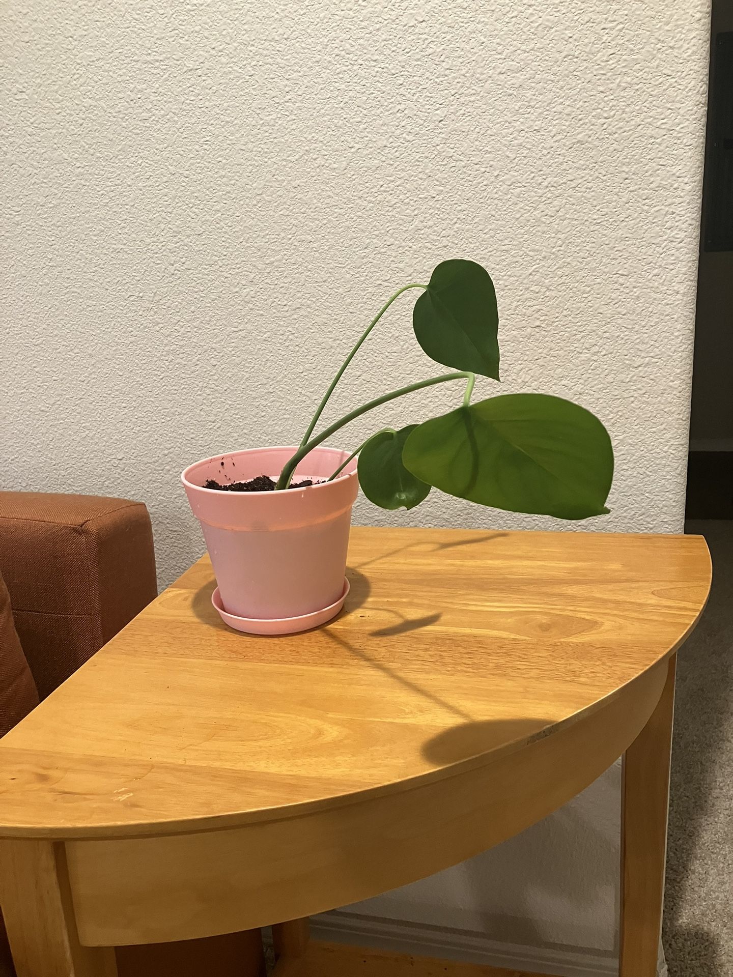 Beautiful Houseplant Easy Pot
