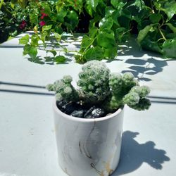 Cactus In A Ceramic Pot