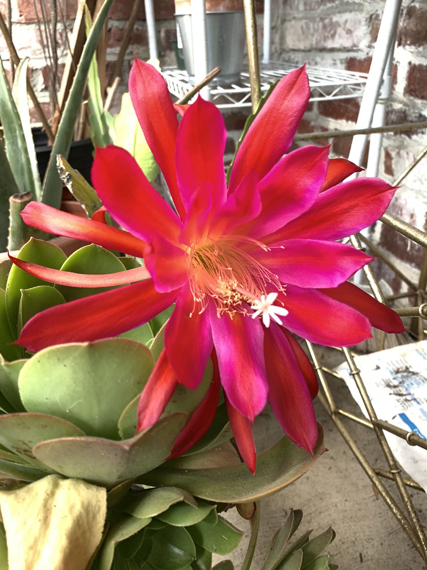 Epiphyllum Orchid Cactus Succulent