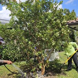 huge over 10 feet tall guava tree 10 feet wide  and legustrum 