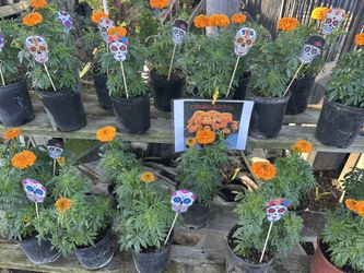 Marigolds (Flor De cempasúchil ) Coco, DÃa De Los Muertos