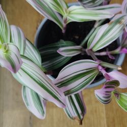 Tradescantia Nanouk House Plant 