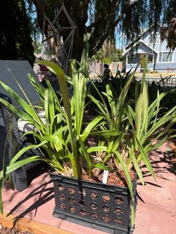 Cymbidium orchid C1