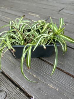 Spider Plants for Sale