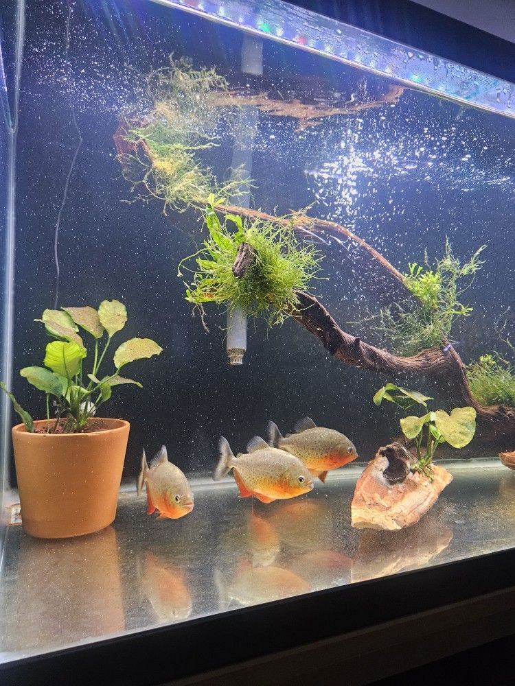 Fish Tank Decoration Driftwood