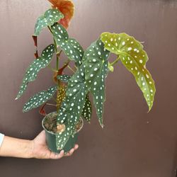 Xl Begonia Polka Dot In 6” Pot 