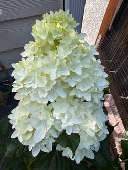 🌸 Spring Sizzle® Hydrangea – Approx. 3-Gallon Pot 🌸