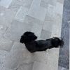 Lee