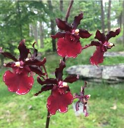 LIVE Orchid Oncostele Succubus 'Night Shift'