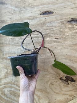 Philodendron Emerald Red. 