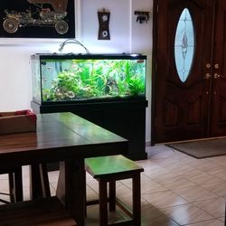 Aquarium, Pecera And Fish