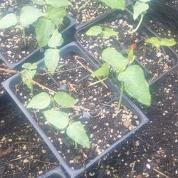 yard long beans sitaw