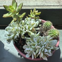 Succulent Small arrangement 