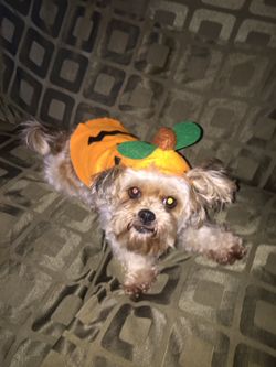 Pumpkin costume for dogs