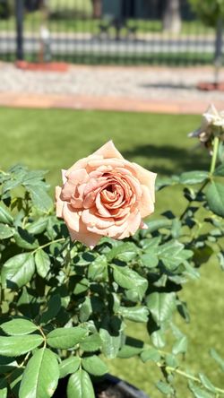 🌹 Koko Loco Rose – 5 Gallon | Blooming A LOT Now! 🌹