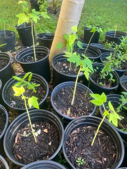 Young Papaya  in Black Nursery Pots