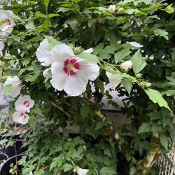 White Hibiscus Propagated Plants In Pot
