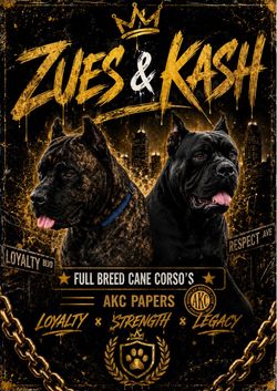 Cane Corso’s