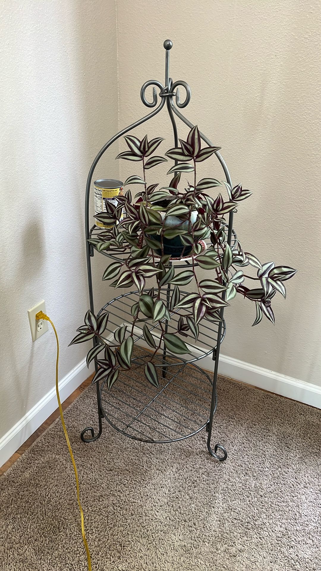 Silver Inch Plant With Pot