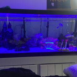 75 Gallon Fish Tank 
