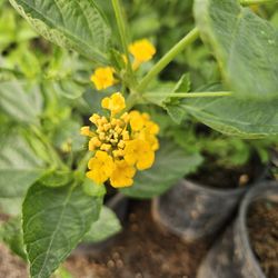 Lantana yellow
