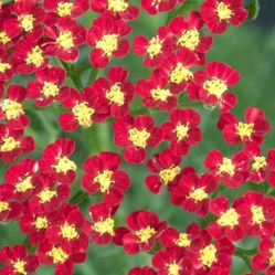 Yarrow Perennial Plants,pls Read Alllll