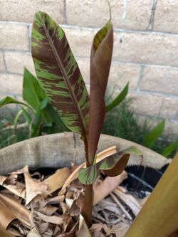 Banana - Blood leaf/ Zebrina Musa