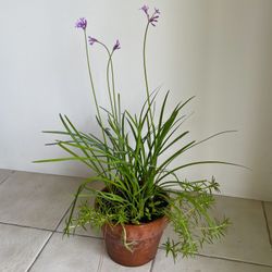 Society, garlic, ornamental plant