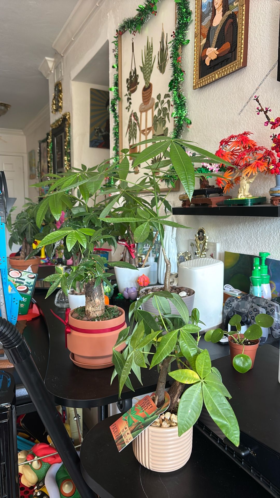 Live And Thriving Pachira Aquaticas (Money Tree Plants)