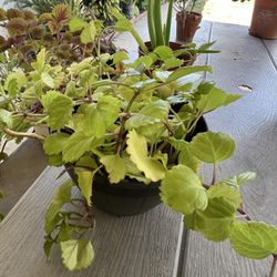 Small Plant